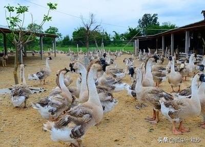 潮州饶平县十大特产特色美食：潮州文化，饮食为先，认识潮州先尝美食